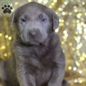 Callie, Silver Labrador Retriever Puppy