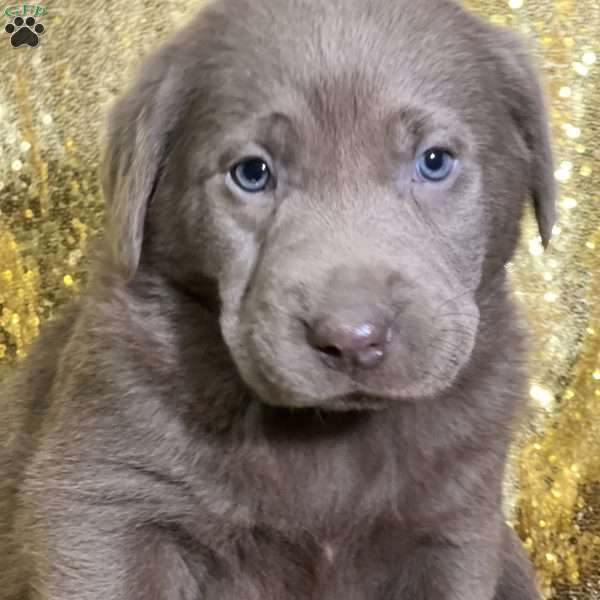 Ciara, Silver Labrador Retriever Puppy