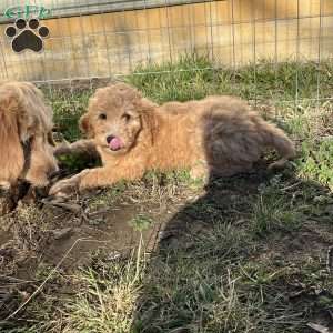 Brody, Goldendoodle Puppy