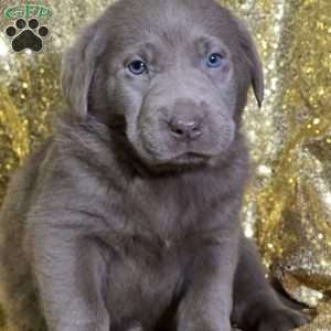 Ciara, Silver Labrador Retriever Puppy