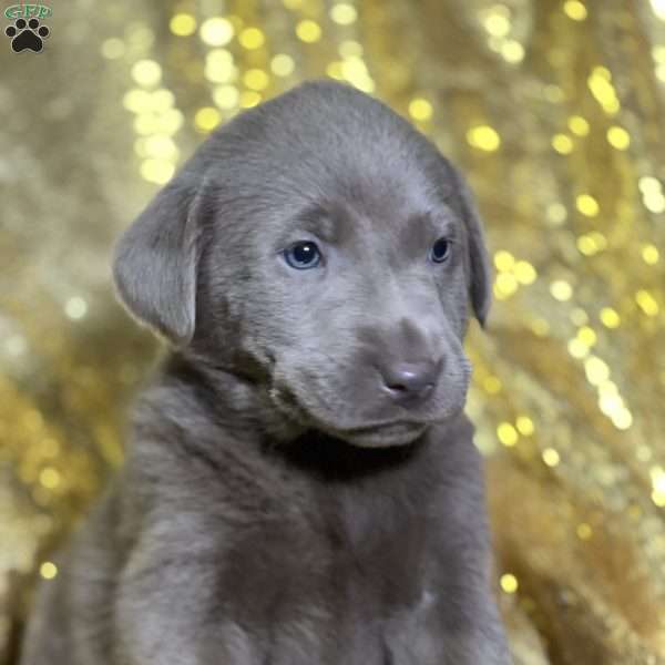 Clea, Silver Labrador Retriever Puppy