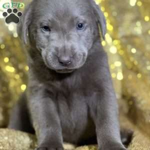 Clea, Silver Labrador Retriever Puppy