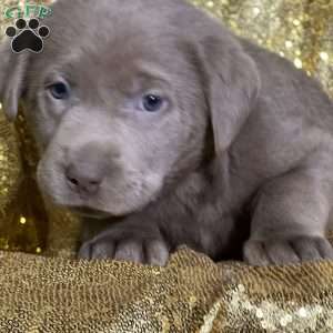 Chanel, Silver Labrador Retriever Puppy