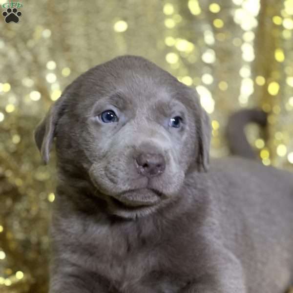 Chanel, Silver Labrador Retriever Puppy