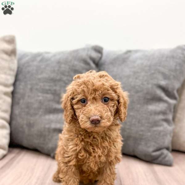 Poppy, Mini Goldendoodle Puppy