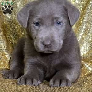 Cedar, Silver Labrador Retriever Puppy