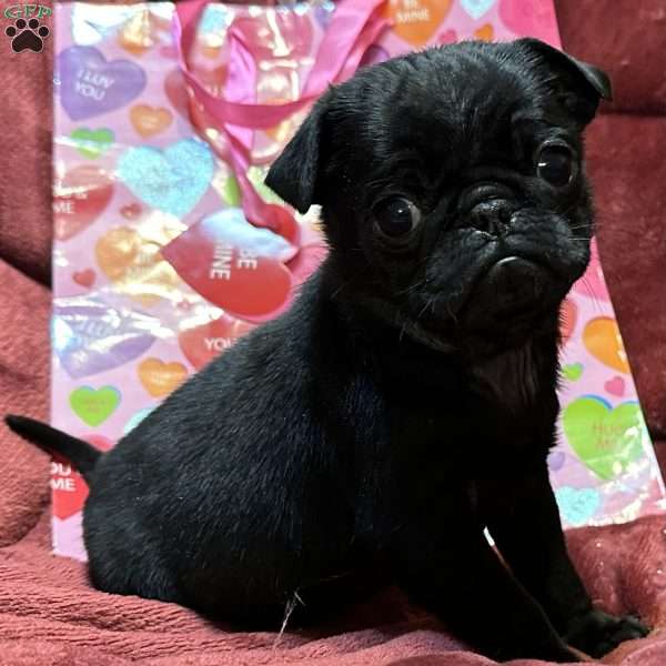 Toby, Pug Puppy