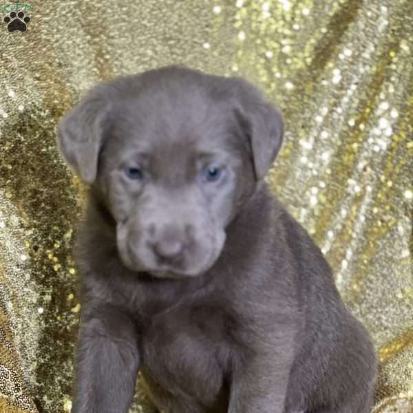 Cedar, Silver Labrador Retriever Puppy