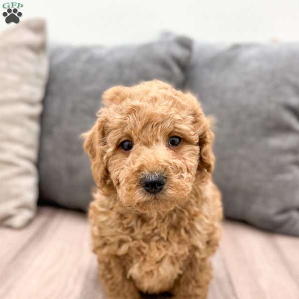 Millie, Mini Goldendoodle Puppy