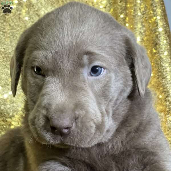 Chester, Silver Labrador Retriever Puppy