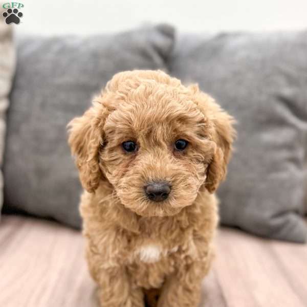 Honey, Mini Goldendoodle Puppy