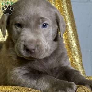 Chester, Silver Labrador Retriever Puppy