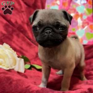 Taffy, Pug Puppy