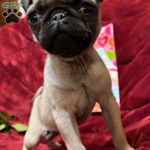 Taffy, Pug Puppy