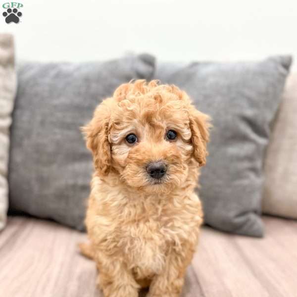 Eve, Mini Goldendoodle Puppy