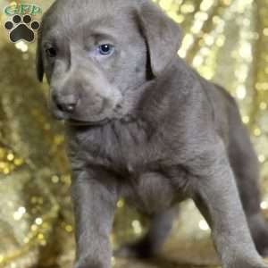 Cody, Silver Labrador Retriever Puppy