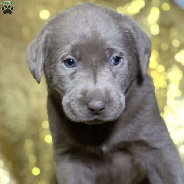 Cody, Silver Labrador Retriever Puppy