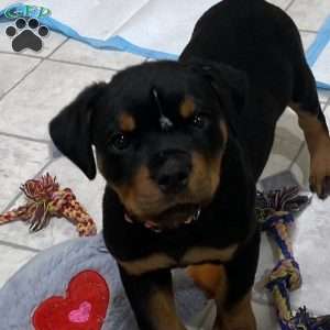 Scarlet, Rottweiler Puppy