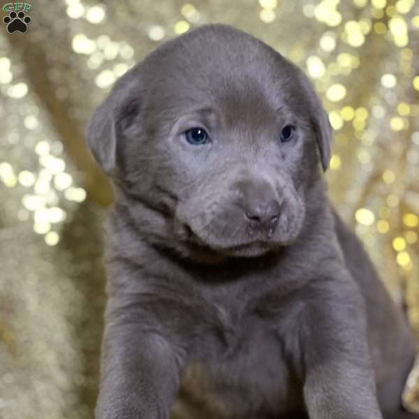 Clive, Silver Labrador Retriever Puppy