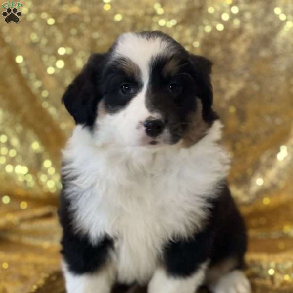 Lilo, Australian Shepherd Puppy