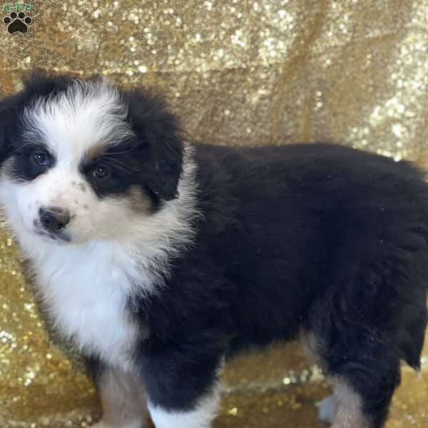 Lizzy, Australian Shepherd Puppy