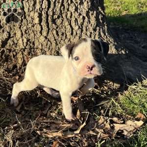 Noel, Boxer Puppy