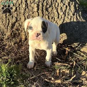 Neill, Boxer Puppy