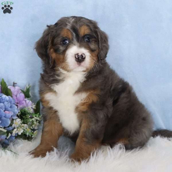 Sierra, Mini Bernedoodle Puppy