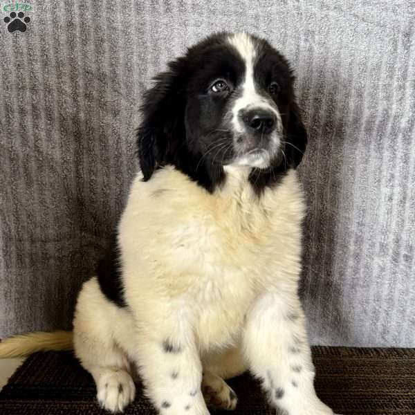 Dancer, Newfoundland Puppy