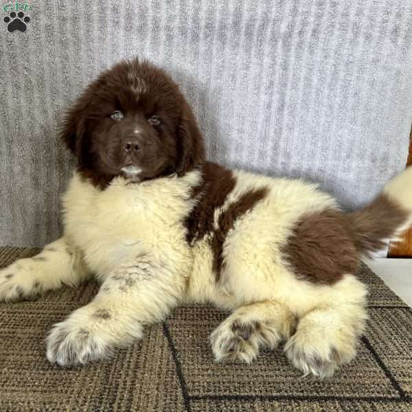 Comet, Newfoundland Puppy