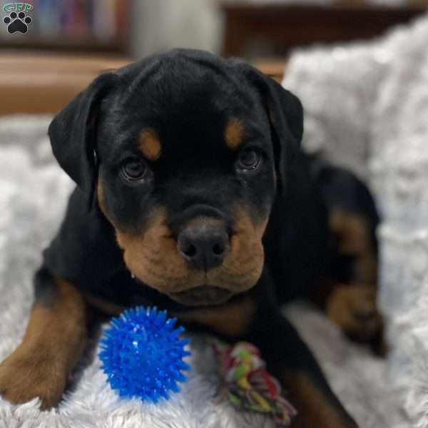 Junior, Rottweiler Puppy