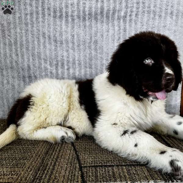 Dasher, Newfoundland Puppy