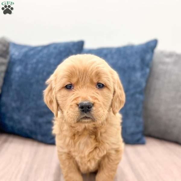 Chester, Golden Retriever Puppy