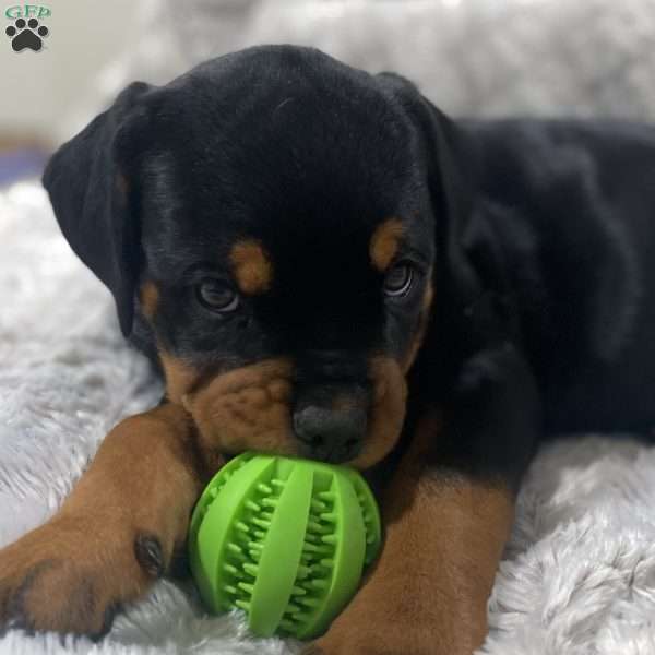 Greenie Girl, Rottweiler Puppy