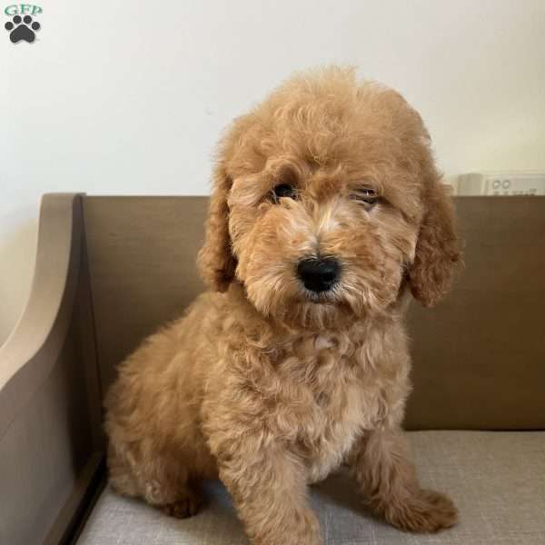 Bonnie, Goldendoodle Puppy