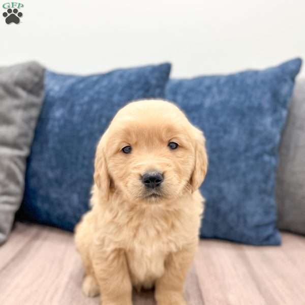 Cooper, Golden Retriever Puppy