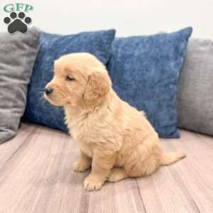 Cooper, Golden Retriever Puppy