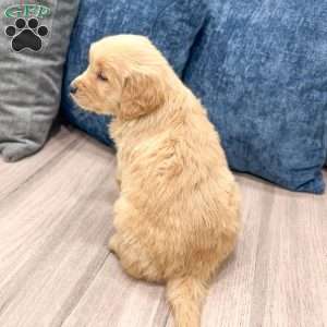 Cooper, Golden Retriever Puppy