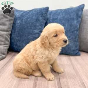 Cooper, Golden Retriever Puppy