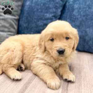 Cooper, Golden Retriever Puppy