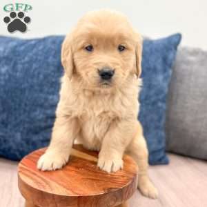 Cooper, Golden Retriever Puppy