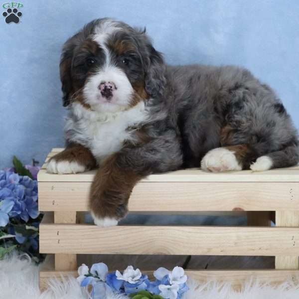 Smokey, Mini Bernedoodle Puppy