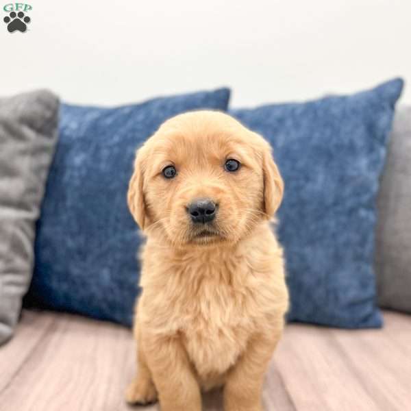 Poppy, Golden Retriever Puppy