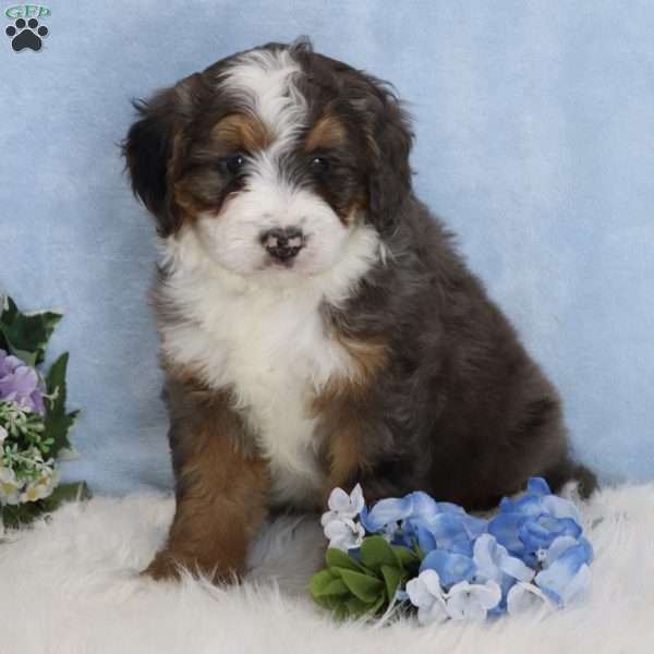 Sophia, Mini Bernedoodle Puppy