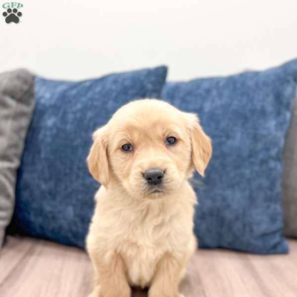 Petunia, Golden Retriever Puppy