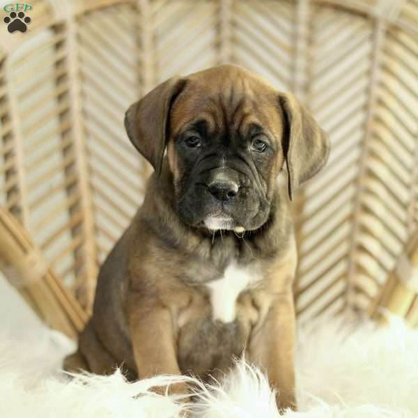 Candra, Boxador Puppy