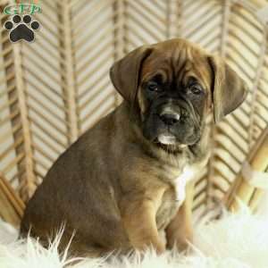 Candra, Boxador Puppy