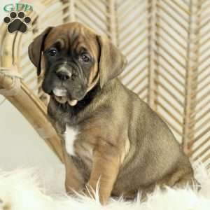 Candra, Boxador Puppy