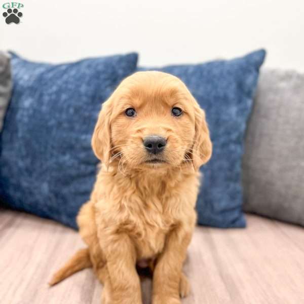 Charlie, Golden Retriever Puppy