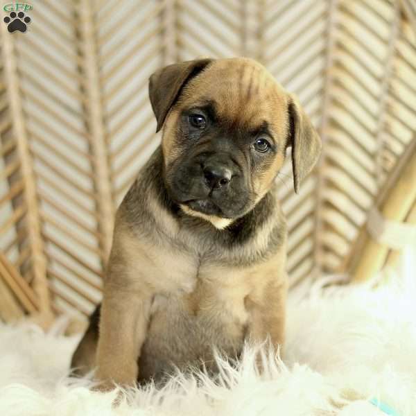 Cupid, Boxador Puppy